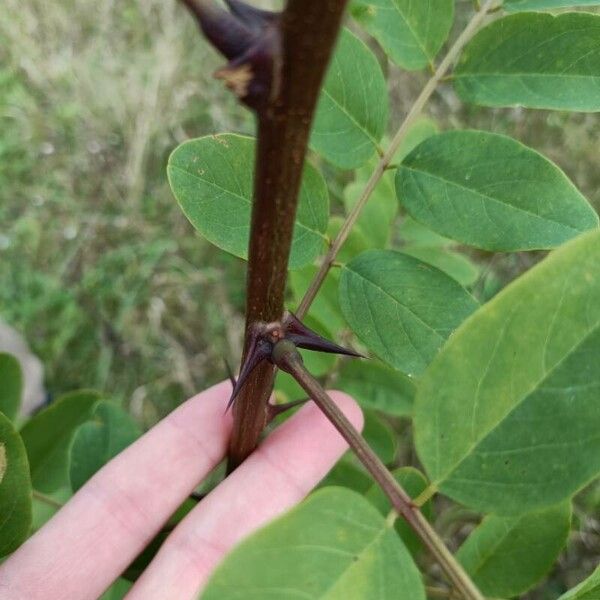 Robinia pseudoacacia Feuille