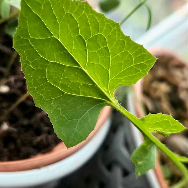 Lactuca muralis Folla