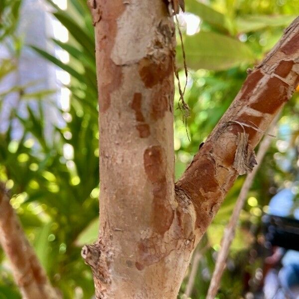 Psidium guajava Bark