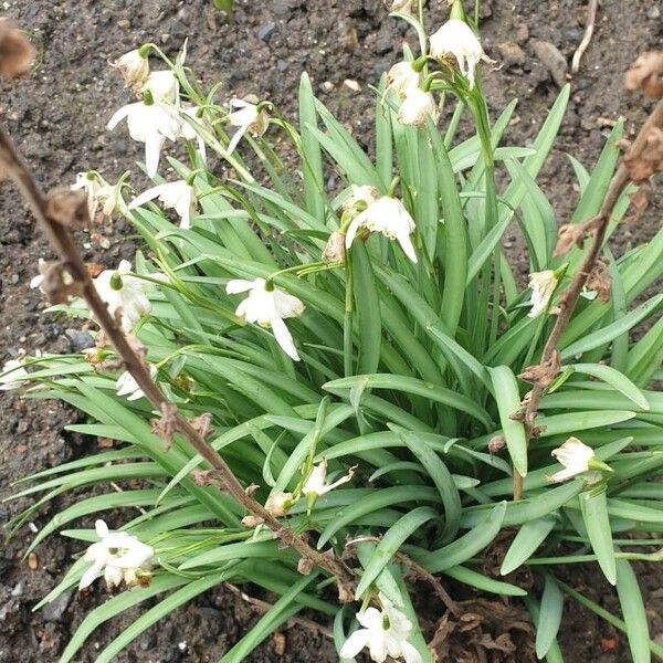 Galanthus nivalis Flower