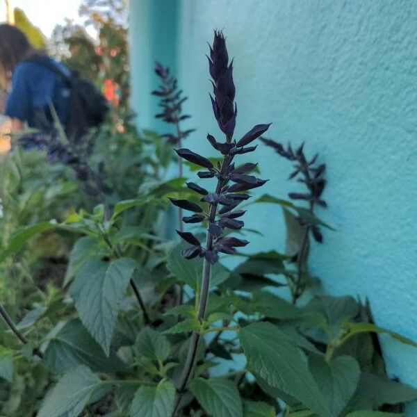 Salvia tiliifolia ফুল