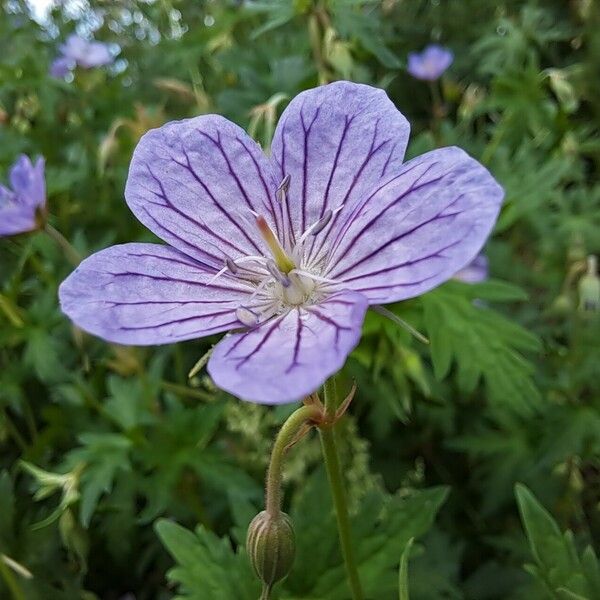 Geranium collinum Flower