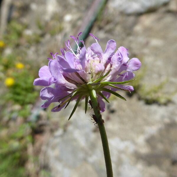 Scabiosa columbaria Žiedas