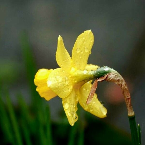 Narcissus jonquilla Floare