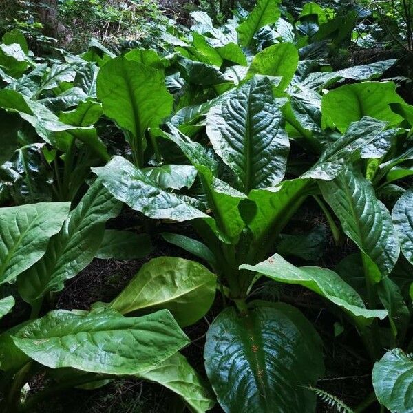 Lysichiton americanus Folla