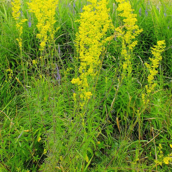 Galium verum Flors