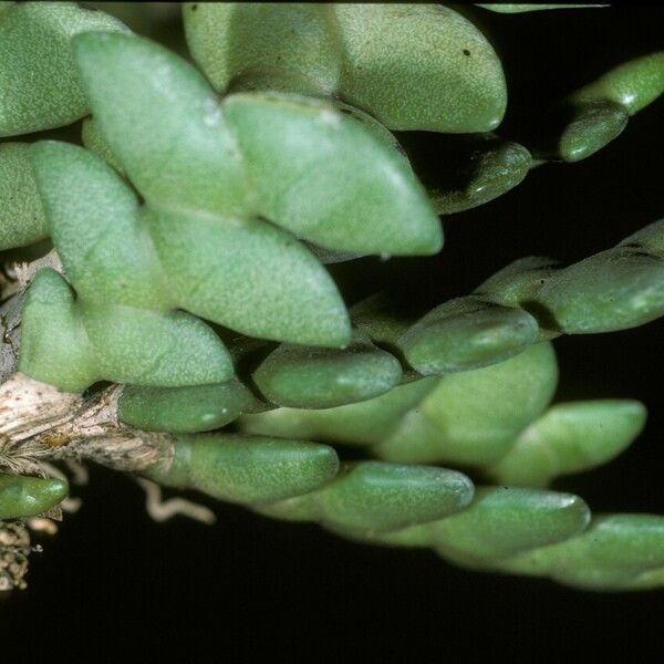 Dendrobium leonis Flower