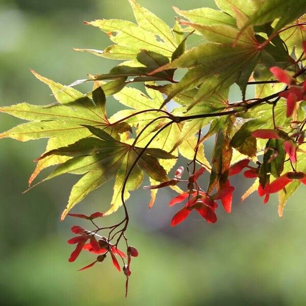 Acer palmatum 叶