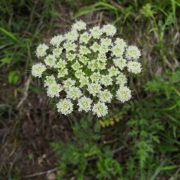 Seseli annuum Floare