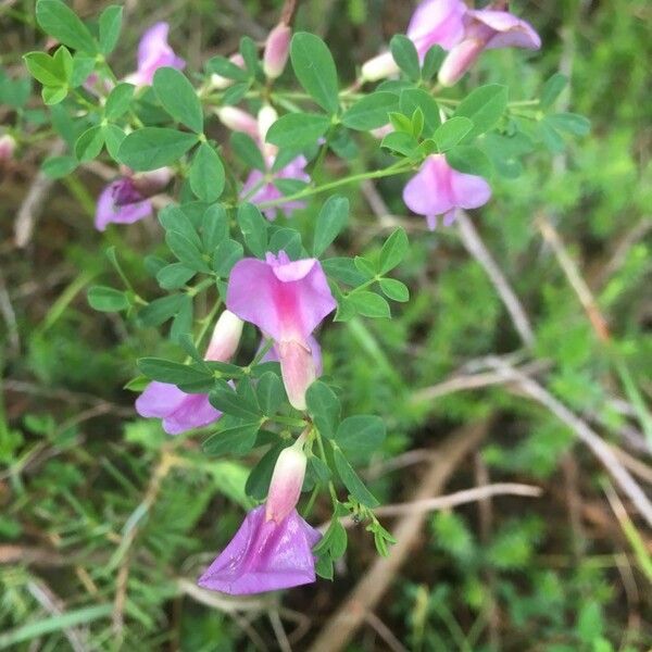 Chamaecytisus purpureus Blüte