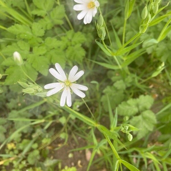 Stellaria palustris Flor