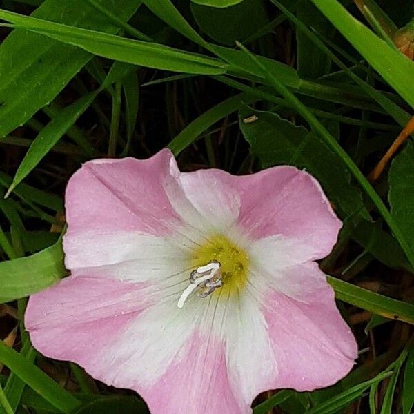 Convolvulus arvensis Žiedas