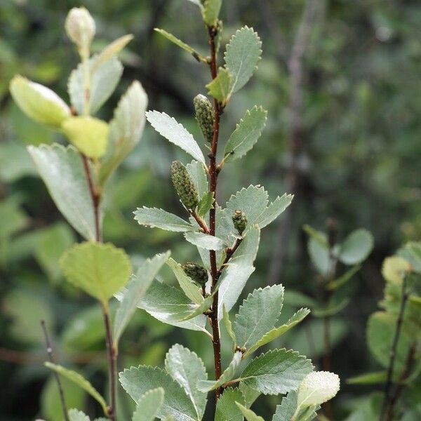 Betula pumila Cortiza