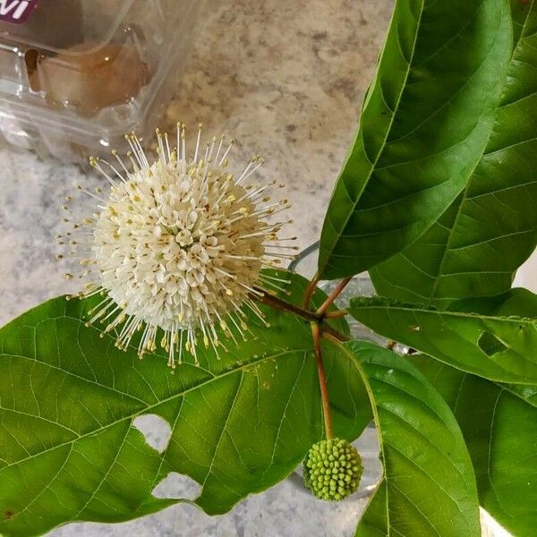 Cephalanthus occidentalis Blüte