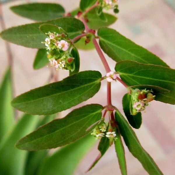 Euphorbia nutans Blüte