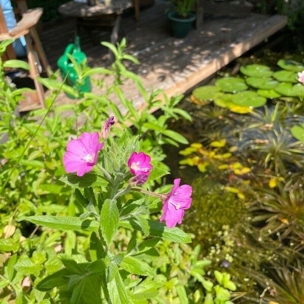 Epilobium parviflorum Blüte