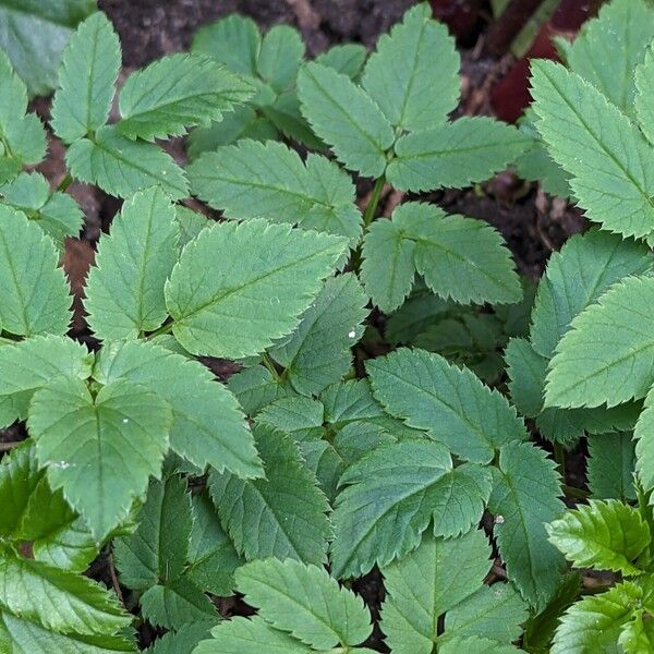 Aegopodium podagraria Blad