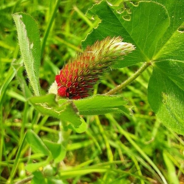 Trifolium incarnatum Květ