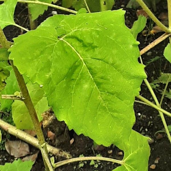 Helianthus debilis Leaf