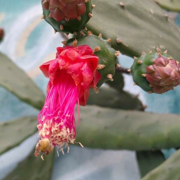 Opuntia cochenillifera Kvet