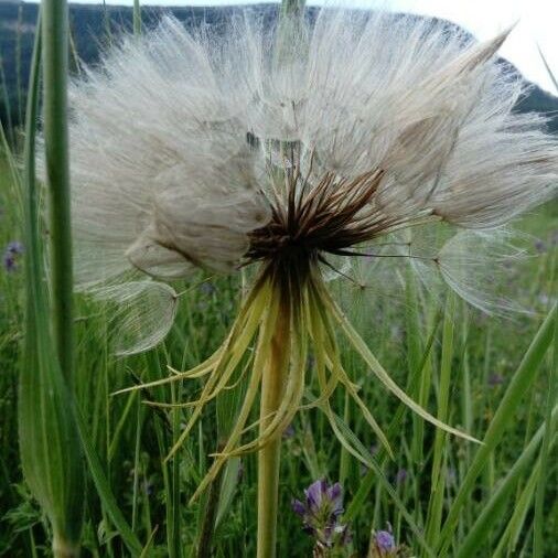 Tragopogon dubius Fruit