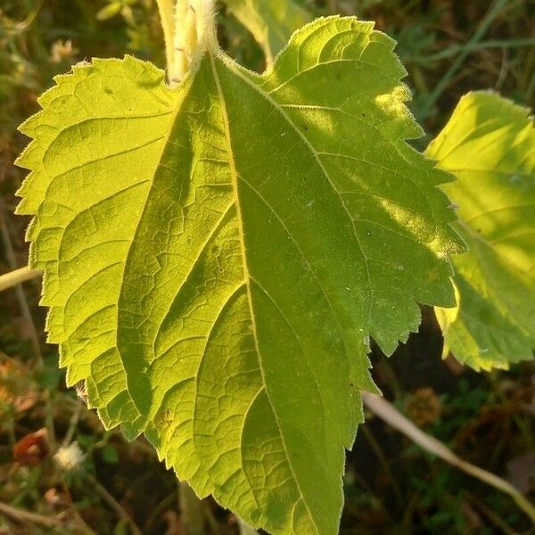 Helianthus annuus Fuelha