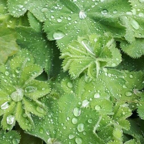 Alchemilla mollis Foglia