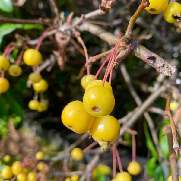 Malus toringo Fruitua