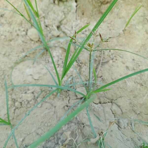 Cyperus rotundus Habit