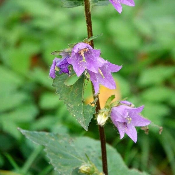 Campanula trachelium ᱵᱟᱦᱟ