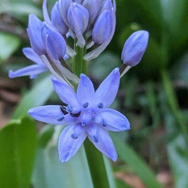 Scilla lilio-hyacinthus Flower