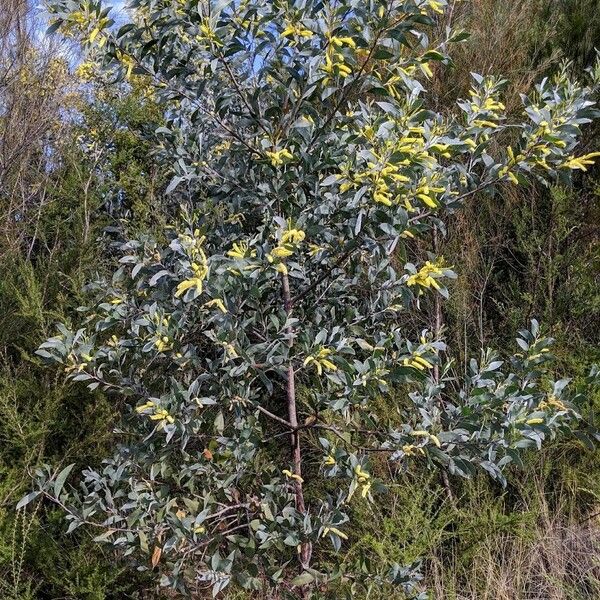 Acacia longifolia Habit