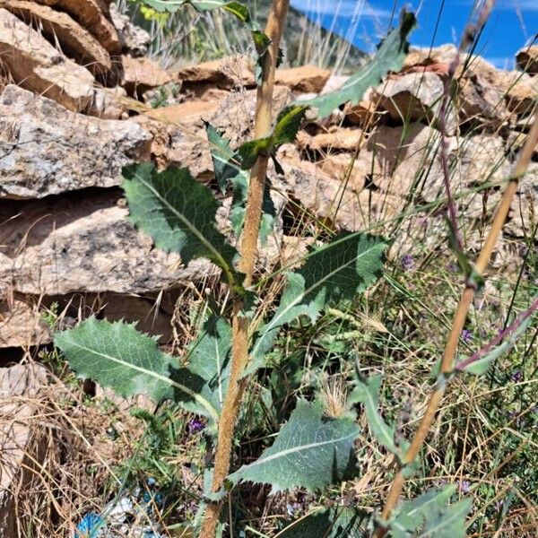 Lactuca virosa برگ