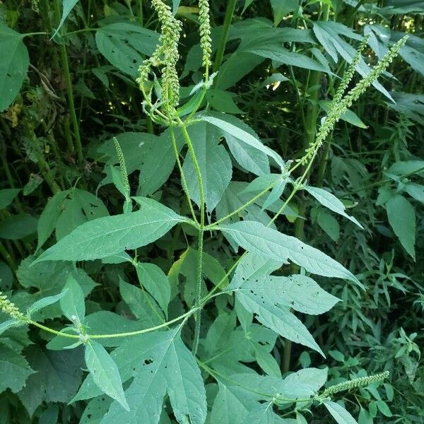 Ambrosia trifida Blatt