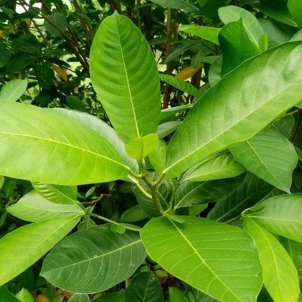 Ficus callosa Hoja