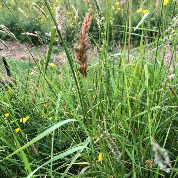 Carex disticha Flower