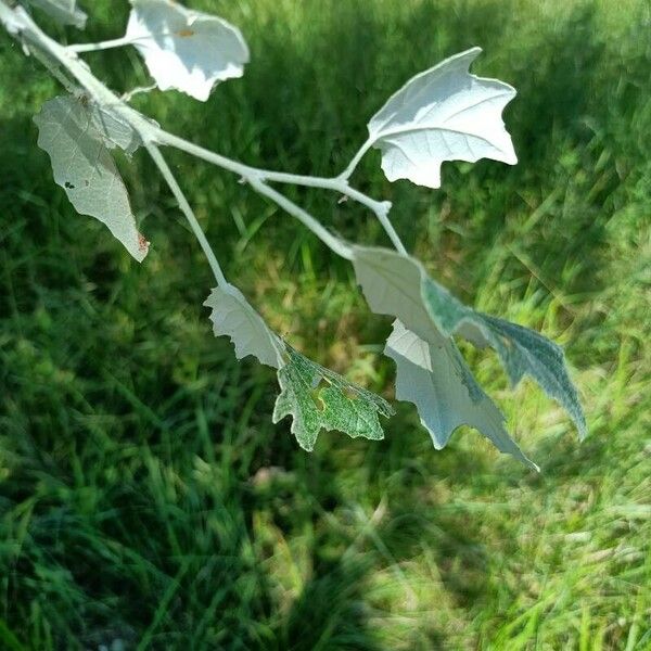 Populus alba ഇല