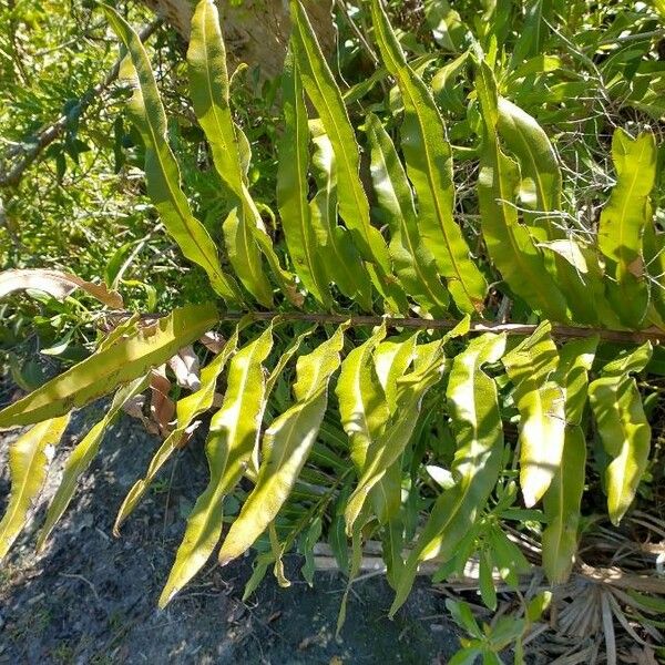 Acrostichum aureum Leaf