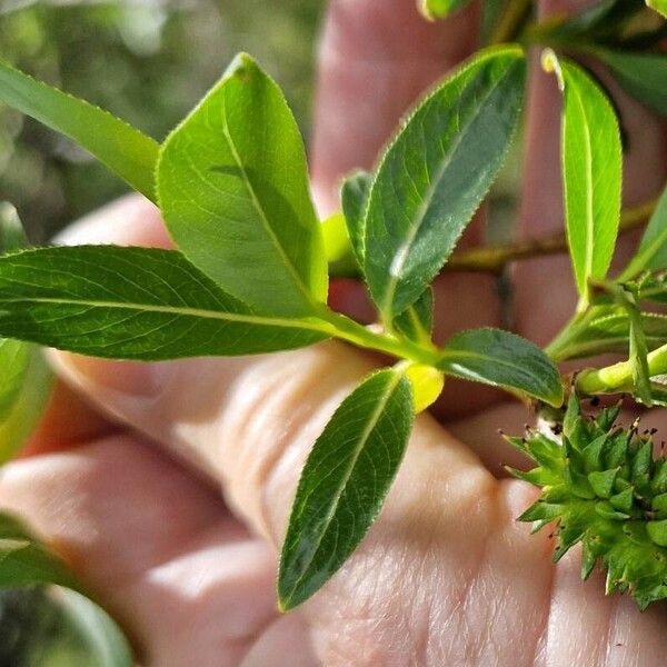 Salix pentandra Frutto