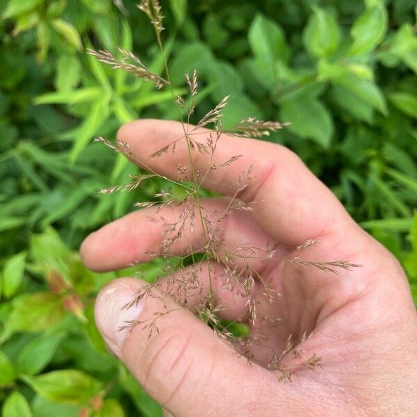 Agrostis gigantea Froito