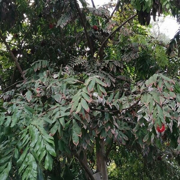 Brownea ariza Habit