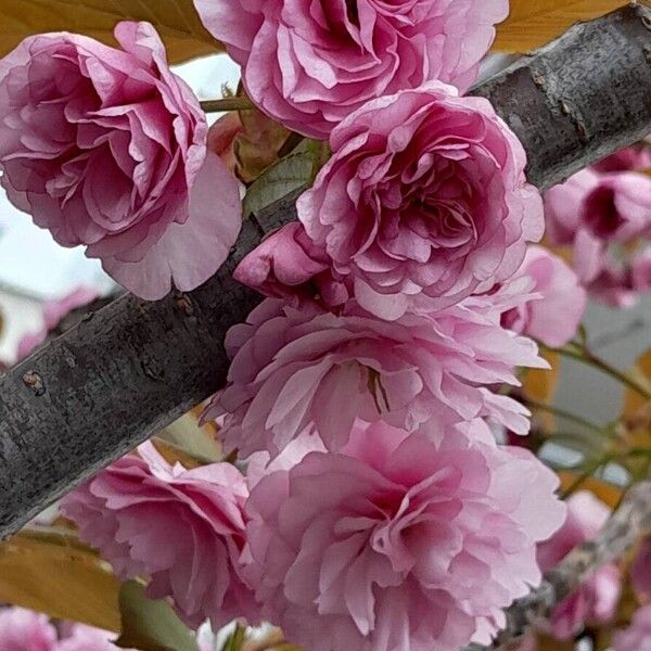 Prunus serrulata Flower