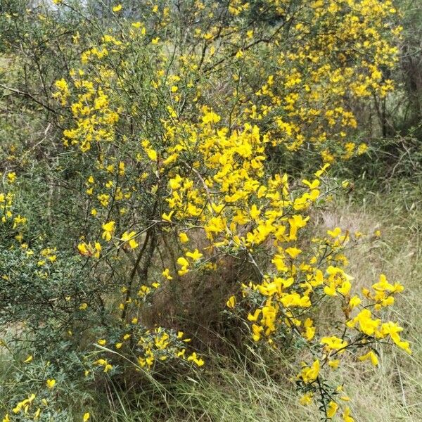 Genista scorpius Flor