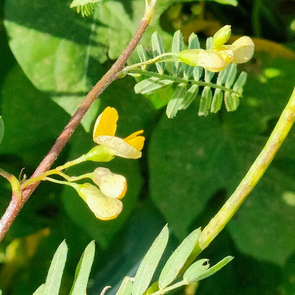 Sesbania sesban 花