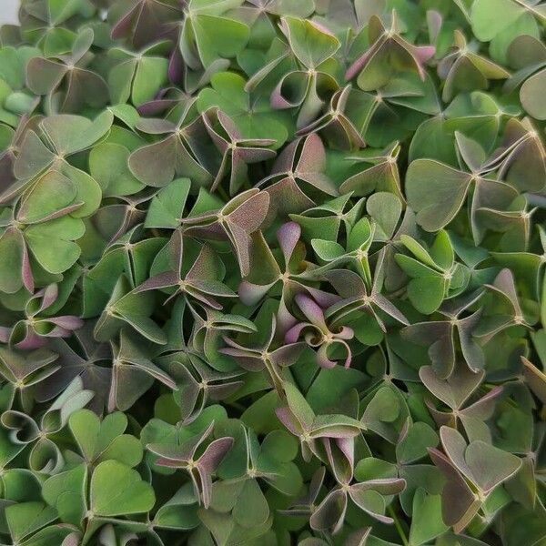 Oxalis purpurea Yaprak