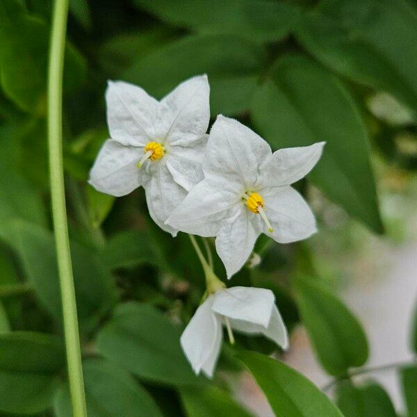 Jasminum polyanthum Květ