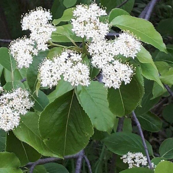 Viburnum lentago Leaf