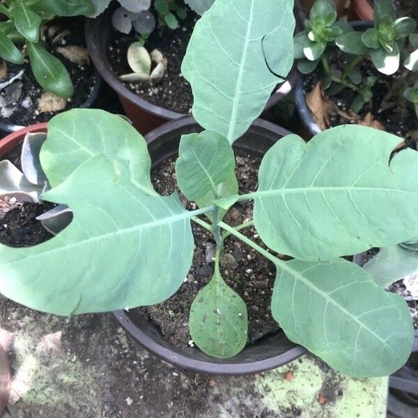 Nicotiana glauca Blatt