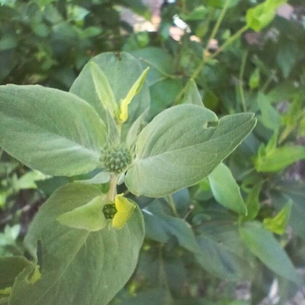 Pycnanthemum muticum Flower