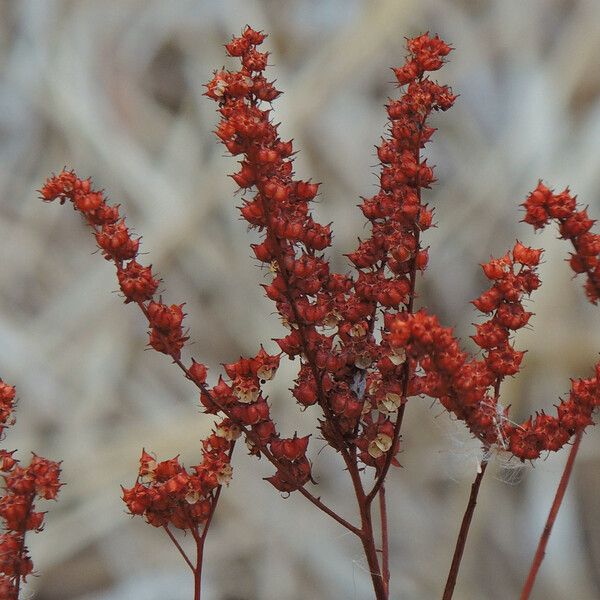 Penthorum sedoides Floro